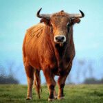 The Bull Unlimited Money Mod Apk 1.2.2 The Bull Unlimited Money Mod Apk 1.2.2