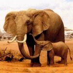 The Elephant Unlimited Money Mod Apk 1.1.9 The Elephant Unlimited Money Mod Apk 1.1.9
